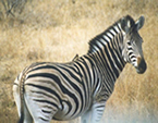 Zebra in wilderness